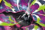 Pokémon TCG Live adds Pitch Black set on its physical release day